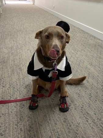 Glendale_Marko blue heeler best dressed.jpg