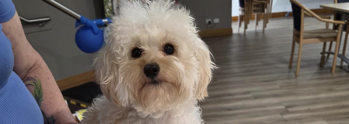 Romeo at his first birthday party.jpg